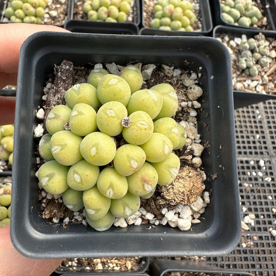 Rare Succulents - Conophytum Bilobum Golden Cluster (2.5”)