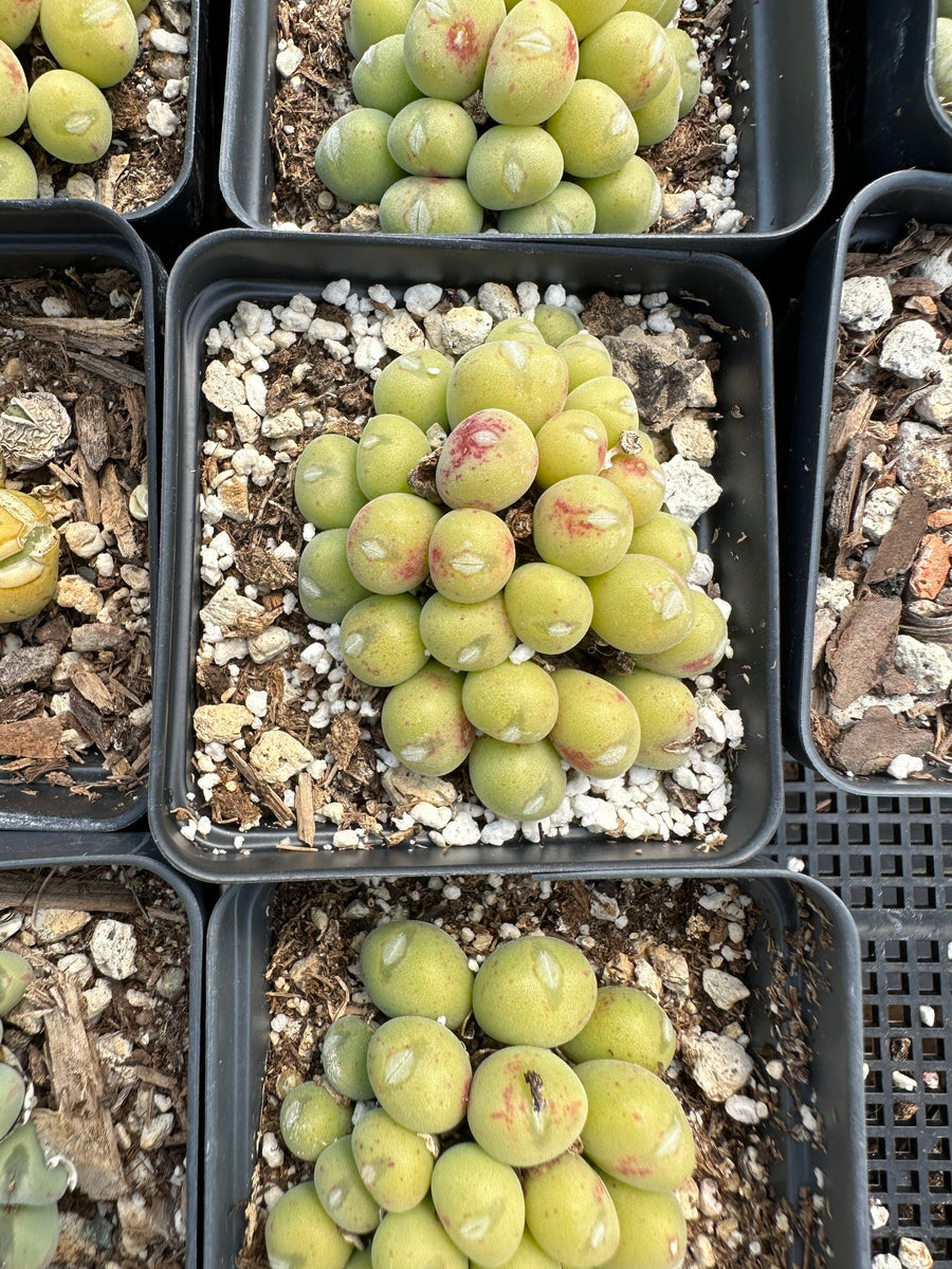 Rare Succulents - Conophytum Bilobum Golden Cluster (2.5”)