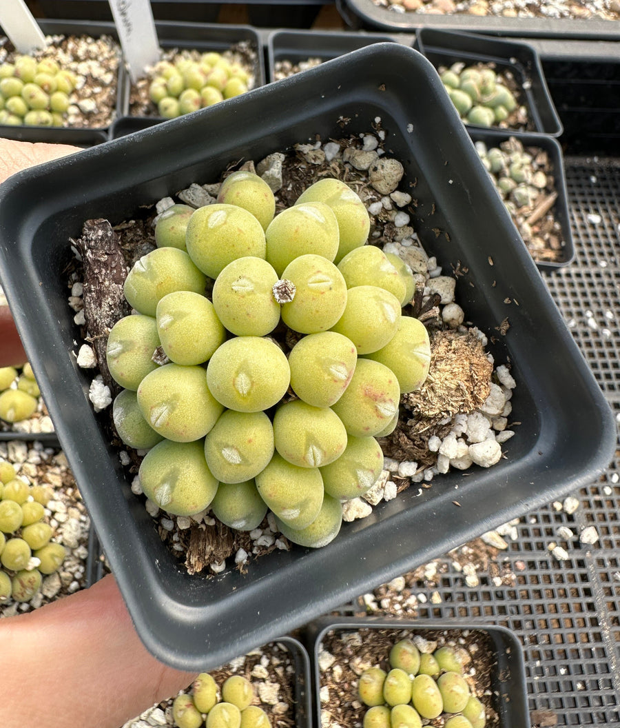 Rare Succulents - Conophytum Bilobum Golden Cluster (2.5”)