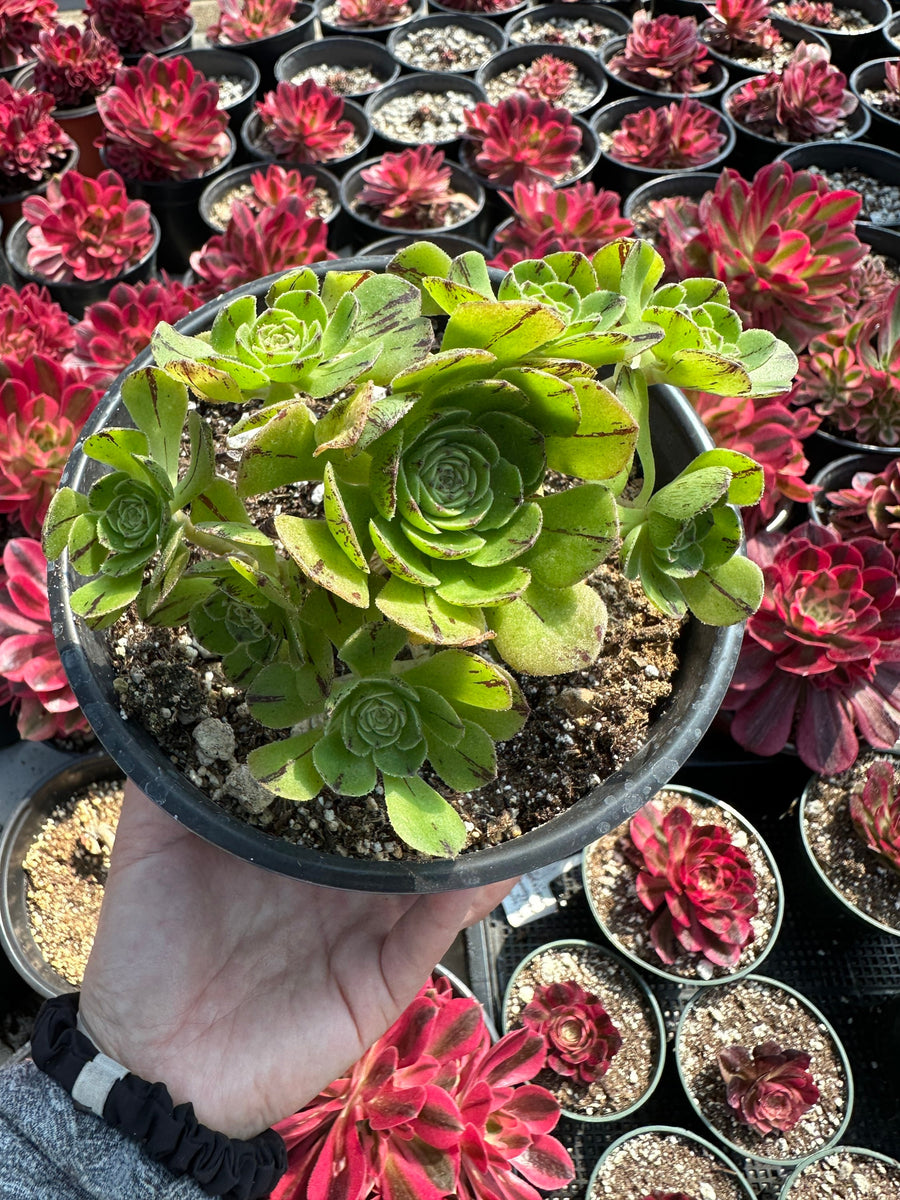 Rare Succulents - Aeonium Yugiri Cluster