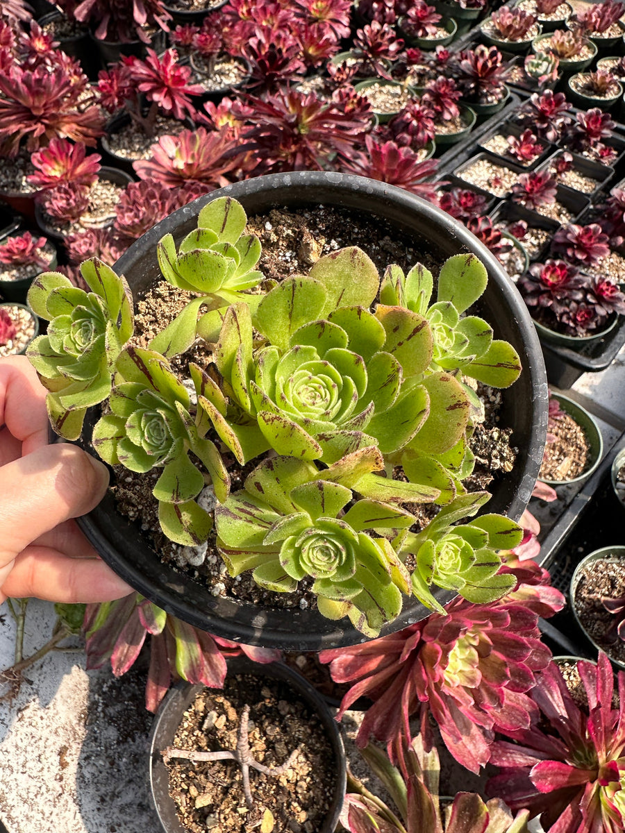 Rare Succulents - Aeonium Yugiri Cluster