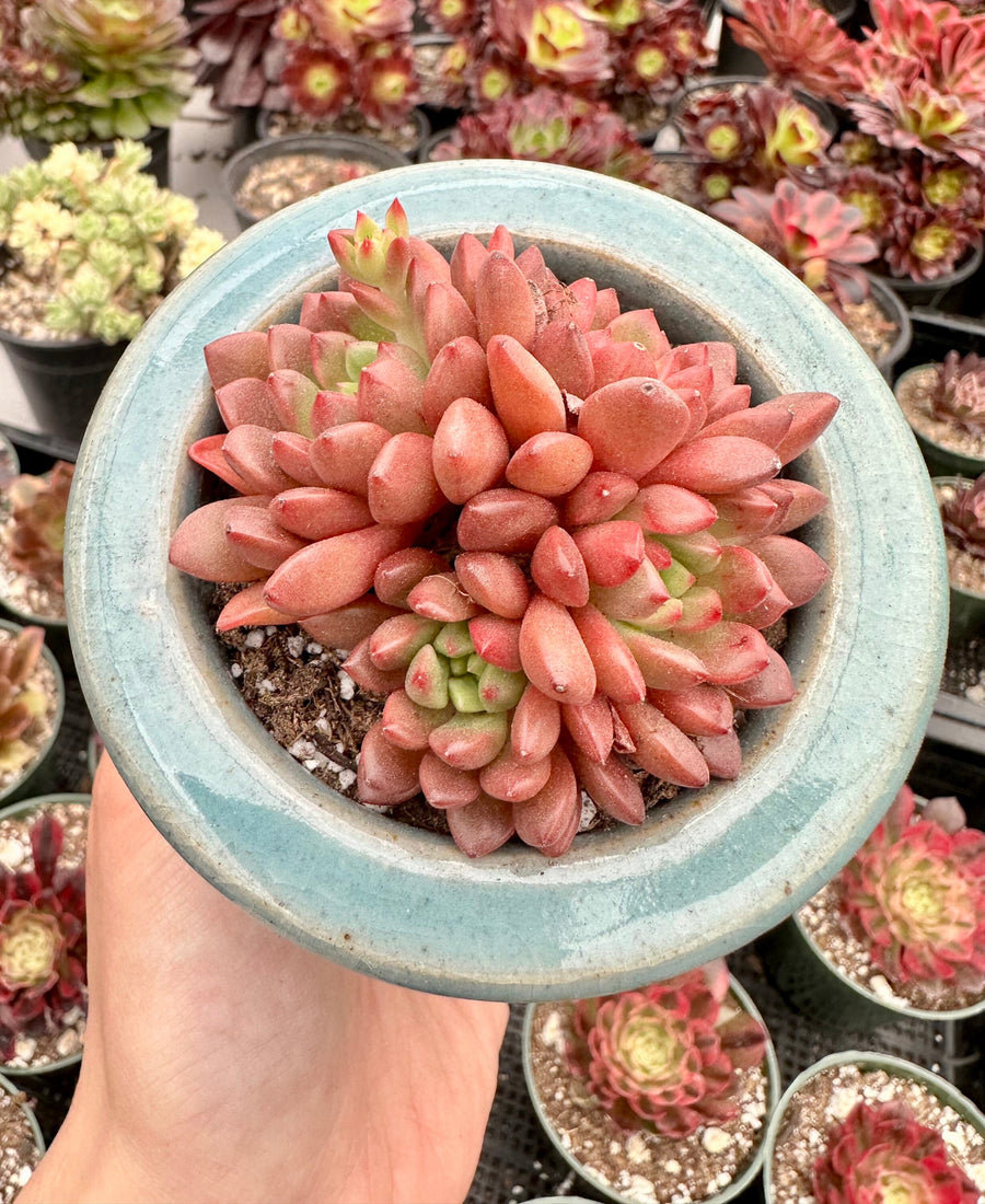 Rare Succulents - Sedeveria Pink Ruby Cluster (2.5”)