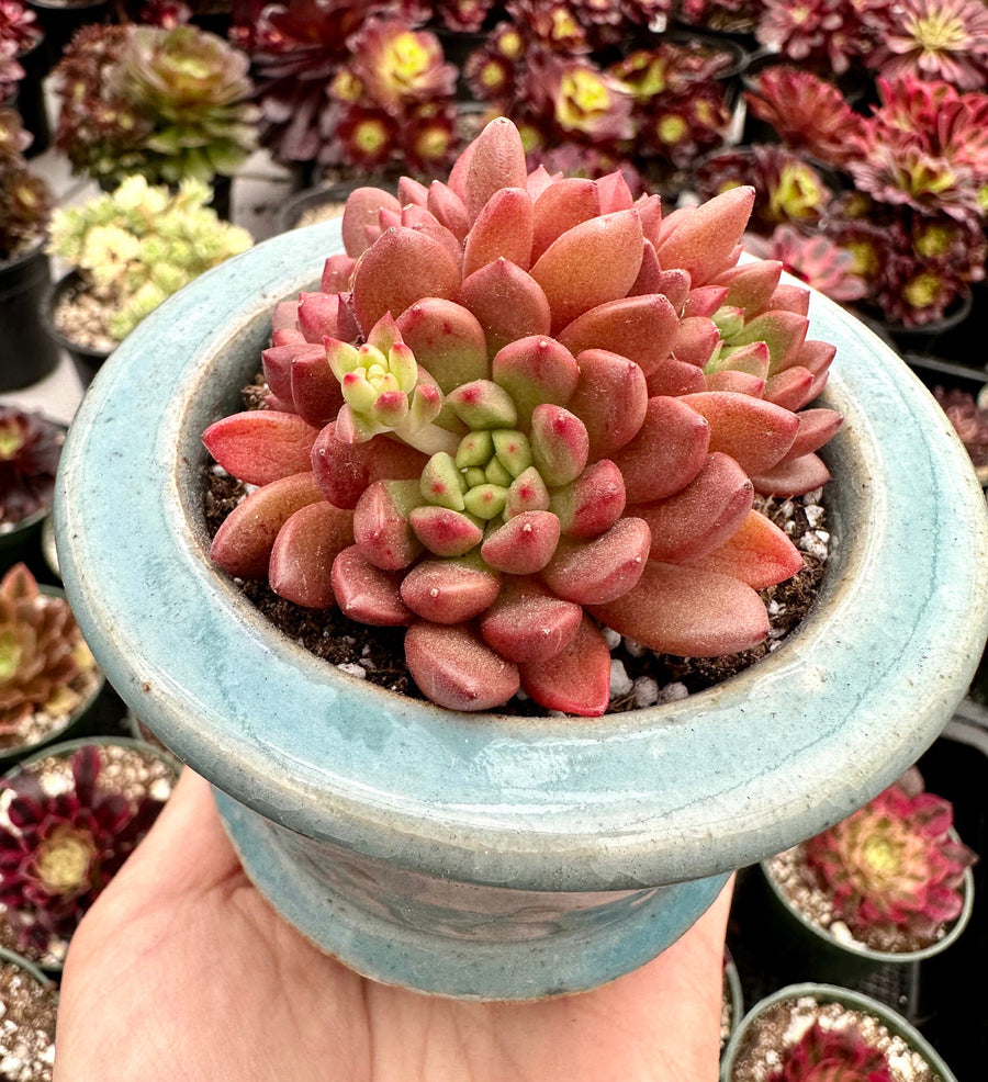 Rare Succulents - Sedeveria Pink Ruby Cluster (2.5”)