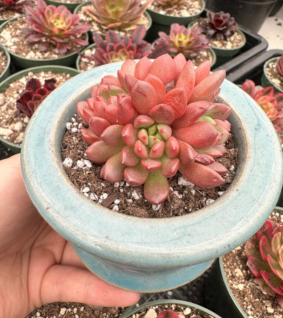 Rare Succulents - Sedeveria Pink Ruby Cluster (2.5”)