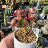 Rare Succulents - Aeonium Lust (Greenovia X Aeonium)