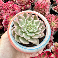 Rare Succulents - Echeveria Halbingeri Variegated (2.5”)