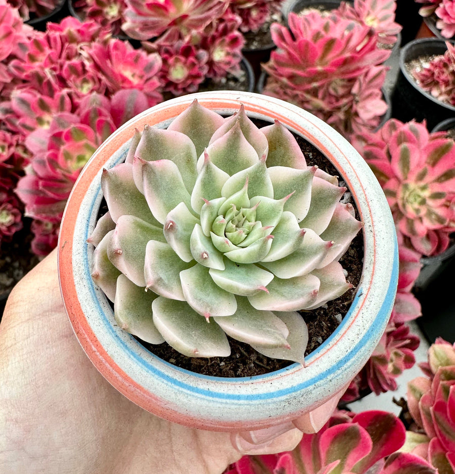 Rare Succulents - Echeveria Halbingeri Variegated (2.5”)