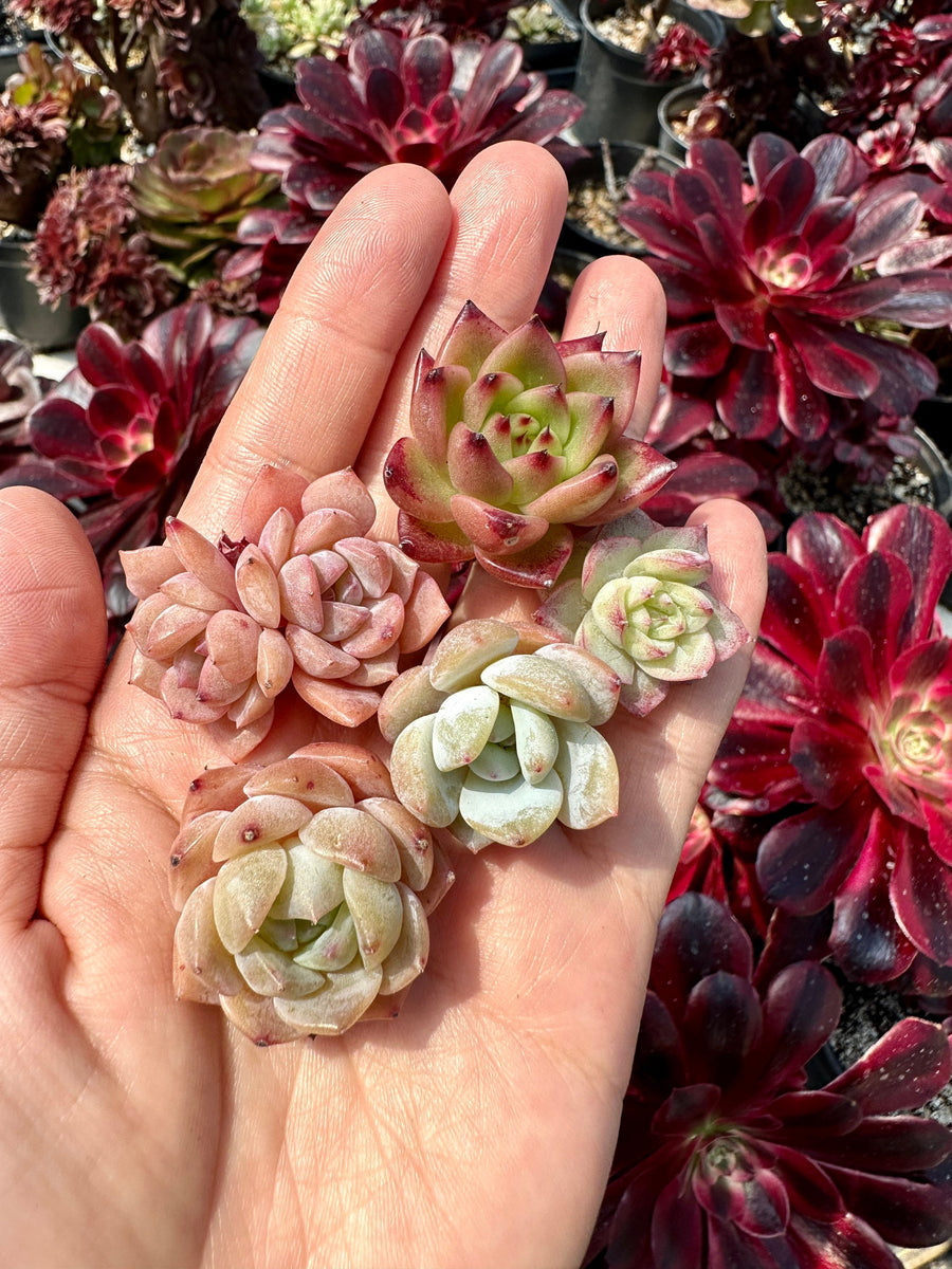 Rare Succulents - Echeveria Candy Color Mini Combo (4”)
