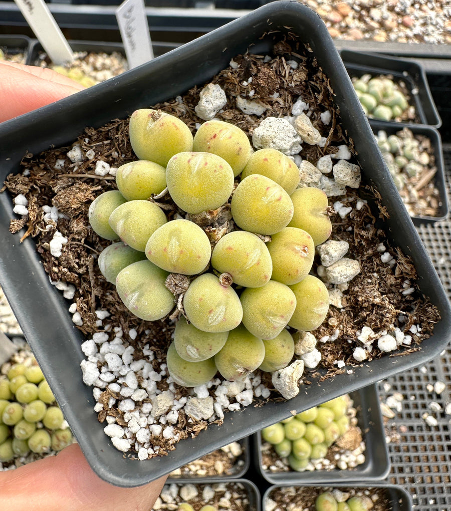 Rare Succulents - Conophytum Bilobum Golden Cluster (2.5”)