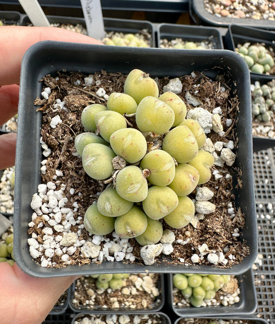 Rare Succulents - Conophytum Bilobum Golden Cluster (2.5”)