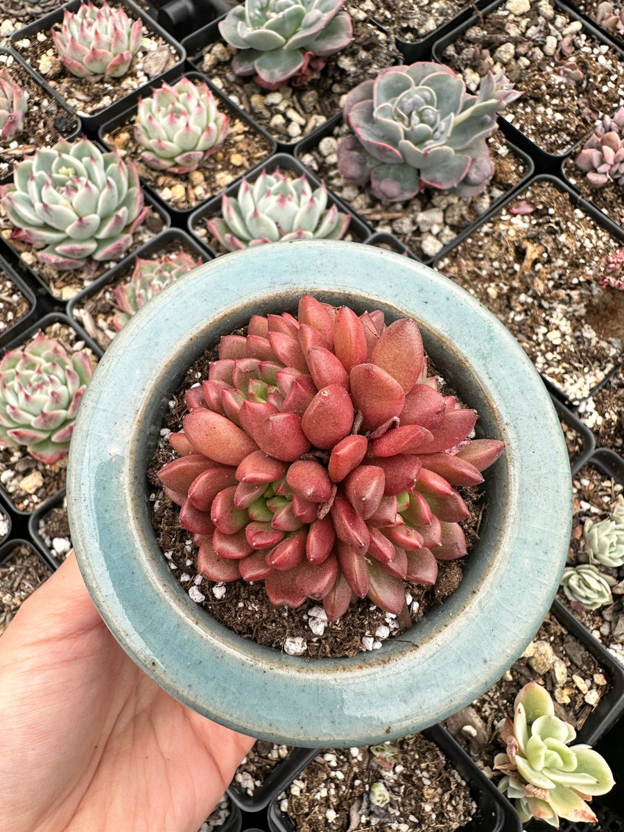 Rare Succulents - Sedeveria Pink Ruby Cluster (2.5”)