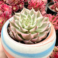 Rare Succulents - Echeveria Halbingeri Variegated (2.5”)