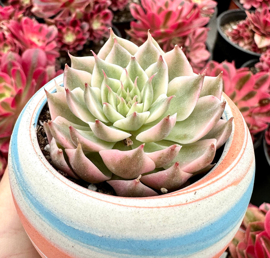 Rare Succulents - Echeveria Halbingeri Variegated (2.5”)