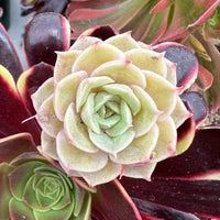Rare Succulents - Echeveria Onslow (2”)