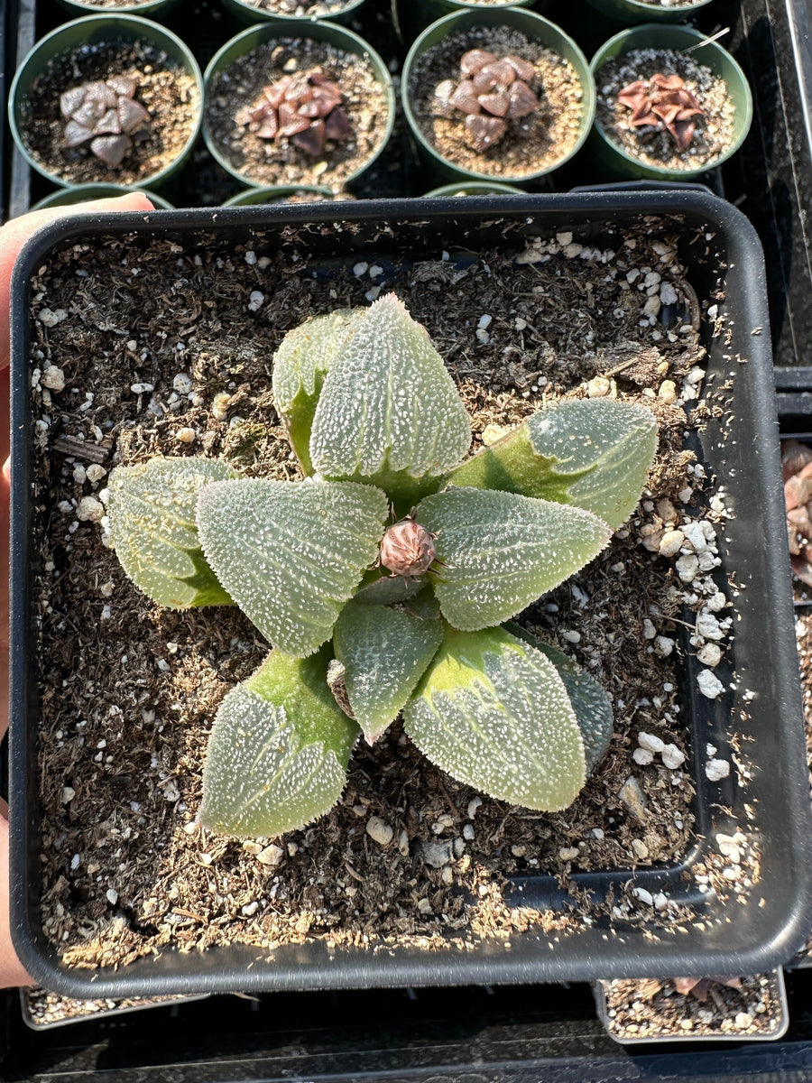 Rare Succulents - Haworthia Emelyae Blue