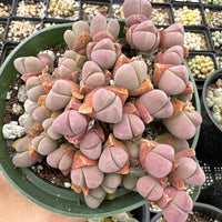 Rare Succulents - Gibbaeum Petrense large cluster