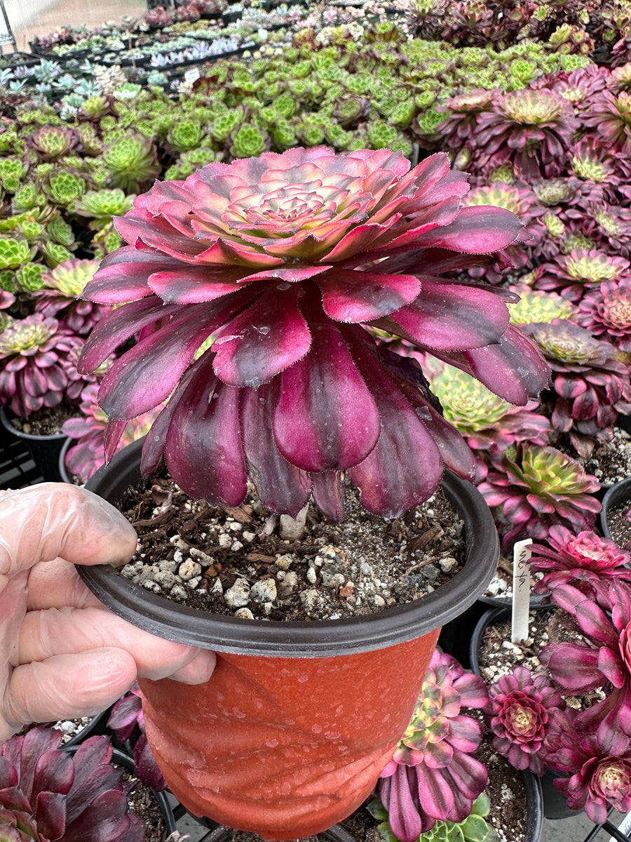 Rare Succulents - Aeonium Venus Variegata (6” pot)