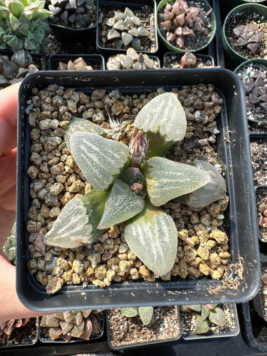 Rare Succulents - Haworthia Emelyae Blue