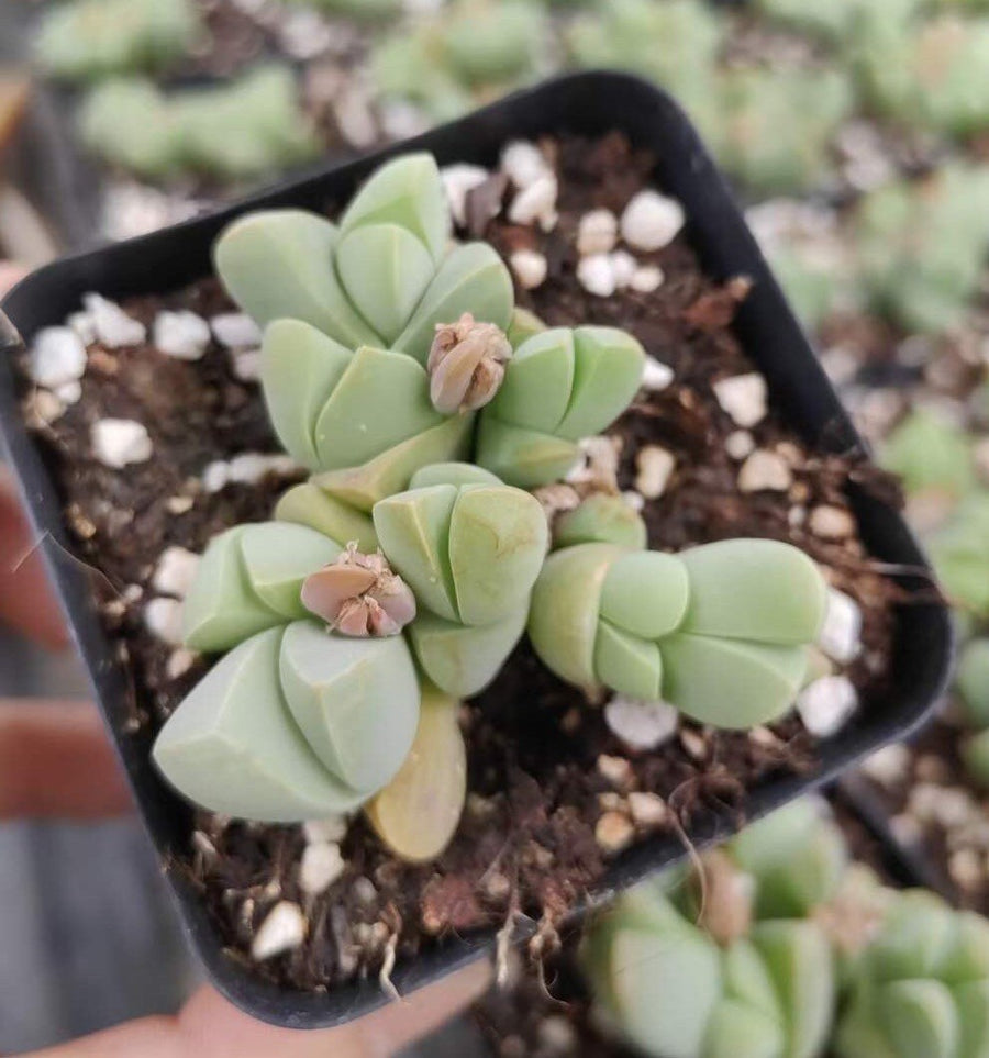 Rare Succulents - Gibbaeum Petrense Small Cluster