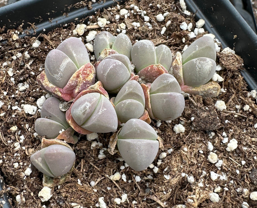 Rare Succulents - Gibbaeum Petrense Small Cluster