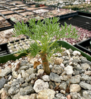 Rare Succulent - Sarcocaulon Herrei