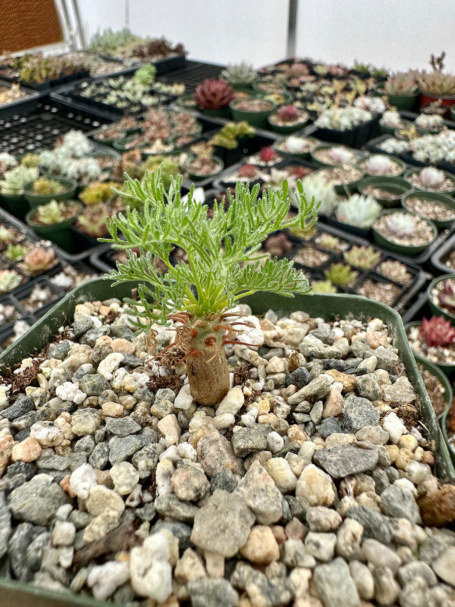 Rare Succulent - Sarcocaulon Herrei