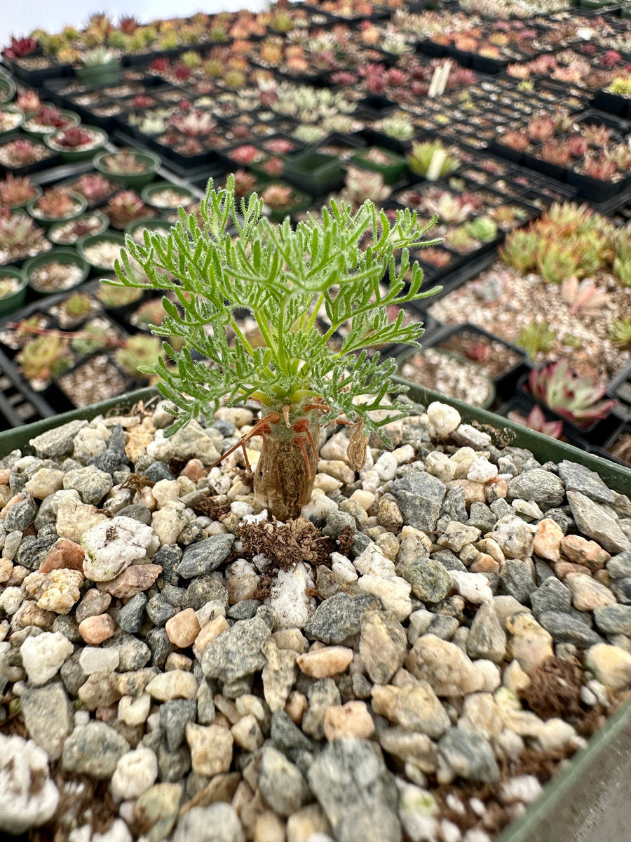 Rare Succulent - Sarcocaulon Herrei
