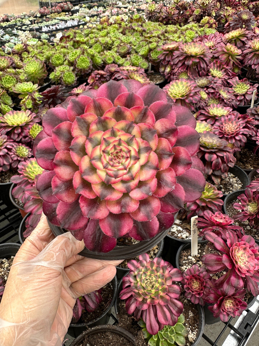 Rare Succulents - Aeonium Venus Variegata (6” pot)