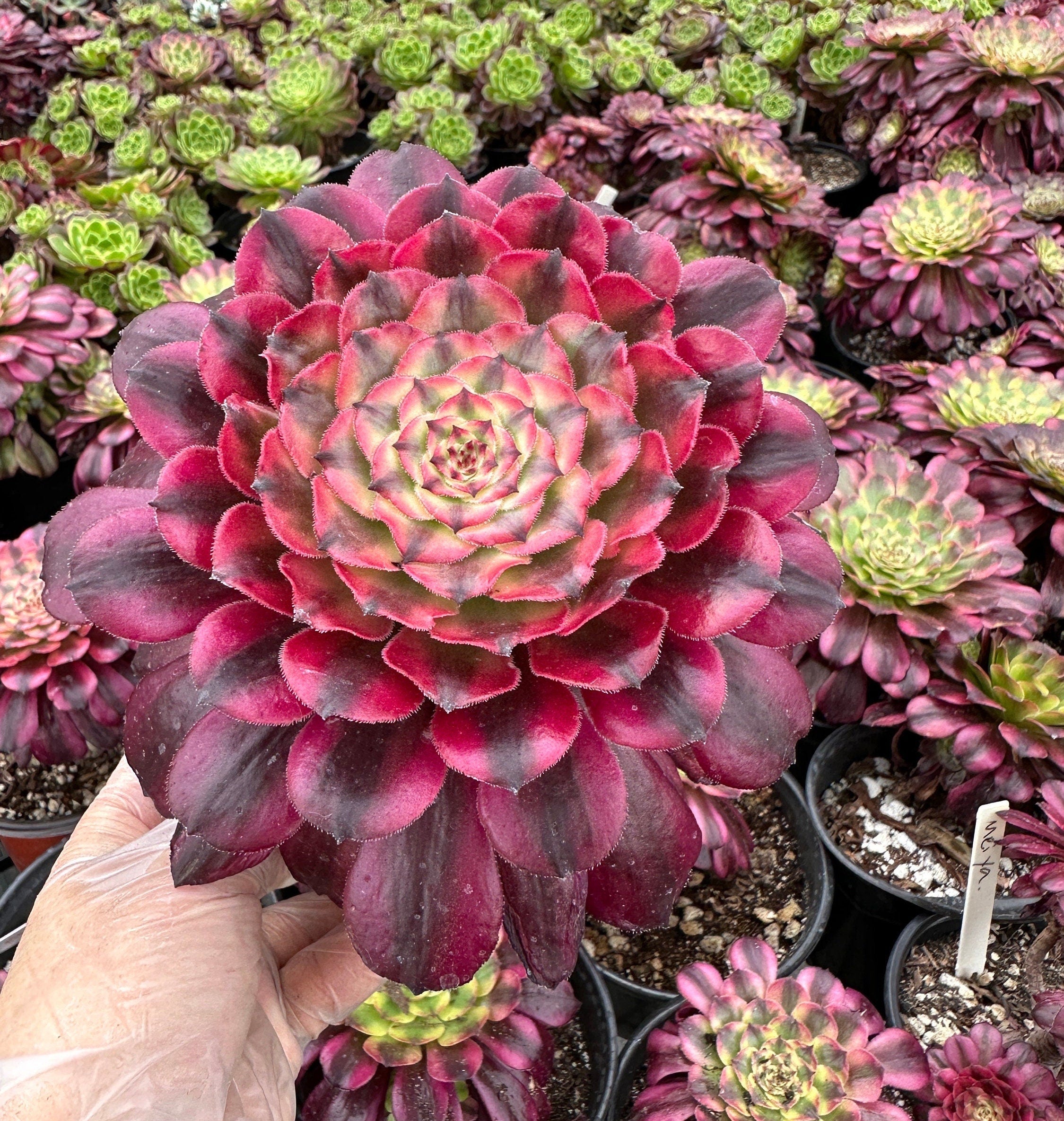 Rare Succulents - Aeonium Venus Variegata (6” pot)– 1am Succulents