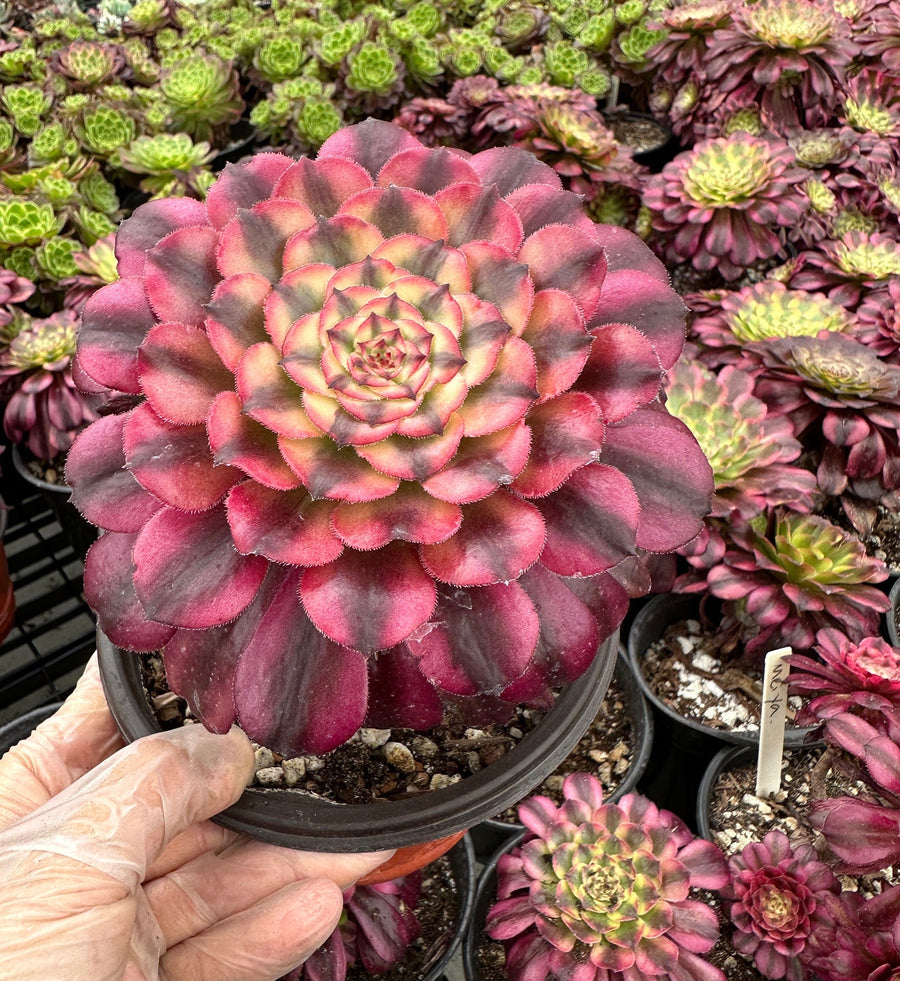 Rare Succulents - Aeonium Venus Variegata (6” pot)