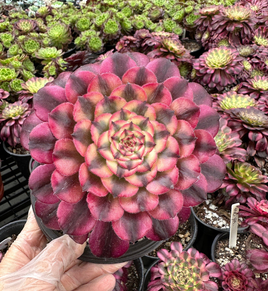 Rare Succulents - Aeonium Venus Variegata (6” pot)