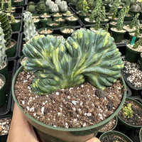Rare Cactus - Myrtillocactus Geometrizans Crested var. Fred Variegata small