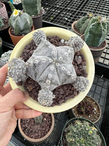 Rare Cactus - Astrophytum Onzuka Hybrid (1)