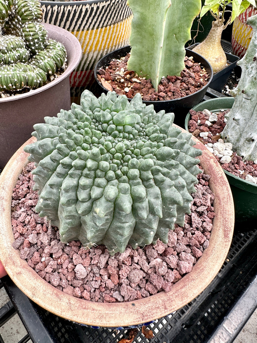 Rare Cactus - Gymnocalycium Baldianum Inermis Crested (1)