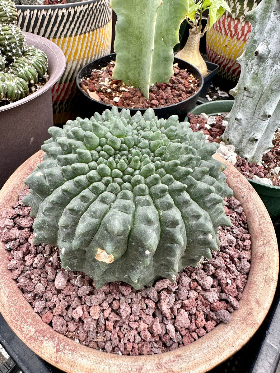 Rare Cactus - Gymnocalycium Baldianum Inermis Crested (1)