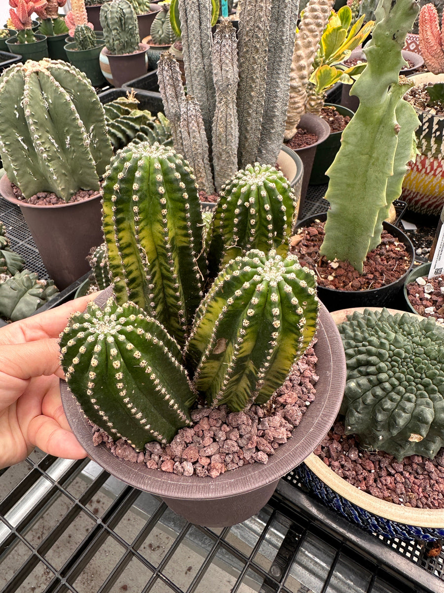 Rare Cactus - Echinopsis Eyriesii black kingkong variegated cluster (1)