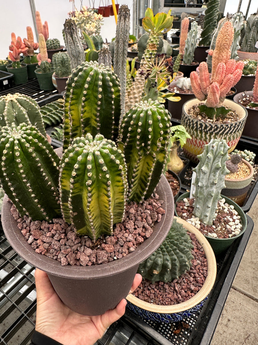 Rare Cactus - Echinopsis Eyriesii black kingkong variegated cluster (1)