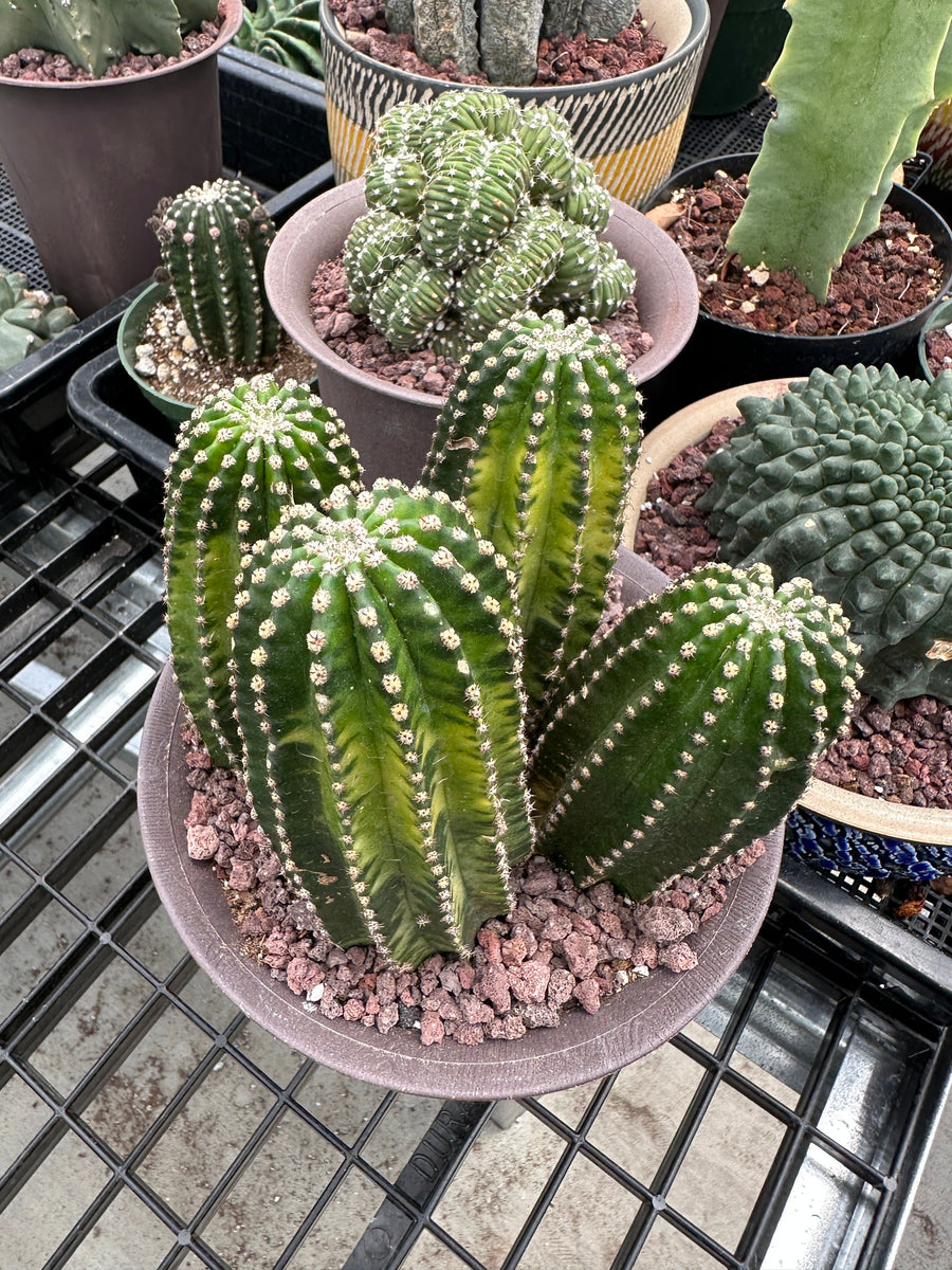 Rare Cactus - Echinopsis Eyriesii black kingkong variegated cluster (1)