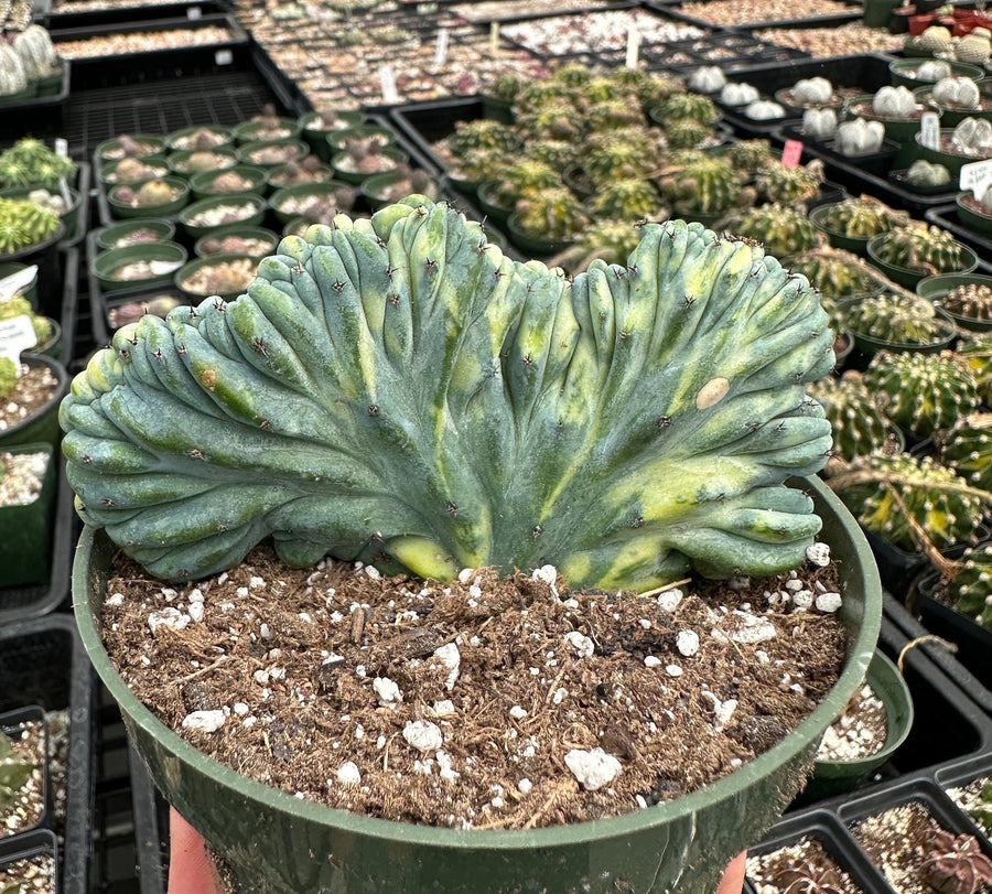 Rare Cactus - Myrtillocactus Geometrizans Crested var. Fred Variegata small