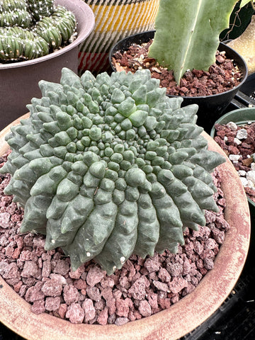 Rare Cactus - Gymnocalycium Baldianum Inermis Crested (1)