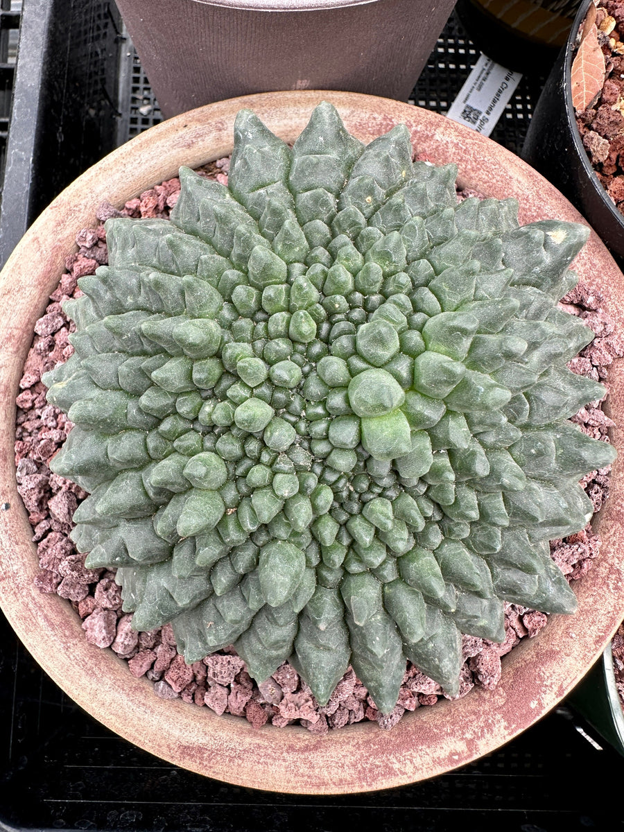 Rare Cactus - Gymnocalycium Baldianum Inermis Crested (1)