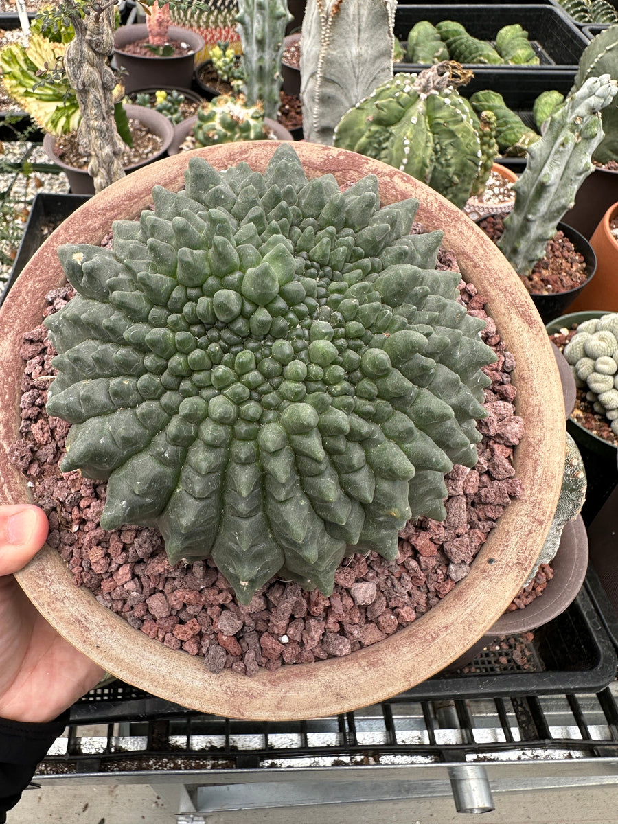 Rare Cactus - Gymnocalycium Baldianum Inermis Crested (1)