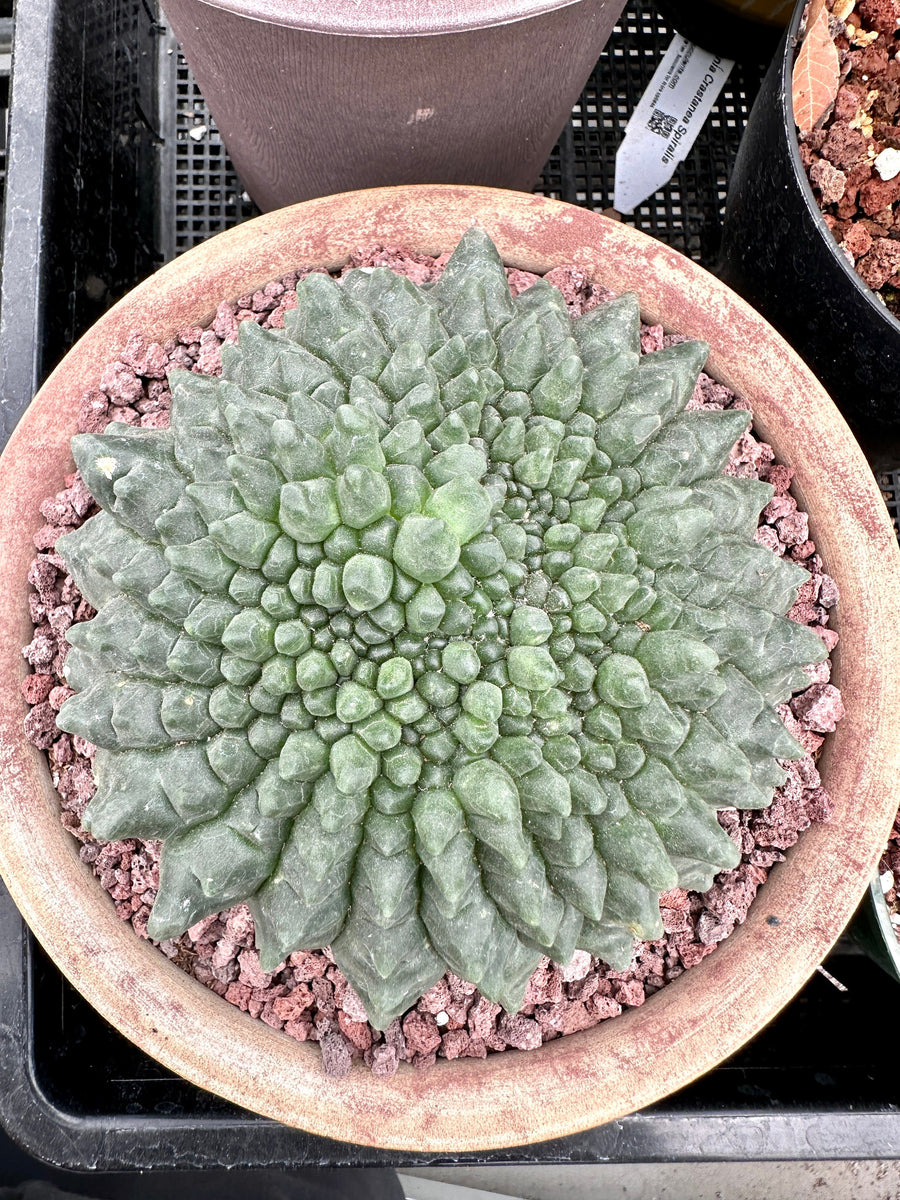 Rare Cactus - Gymnocalycium Baldianum Inermis Crested (1)