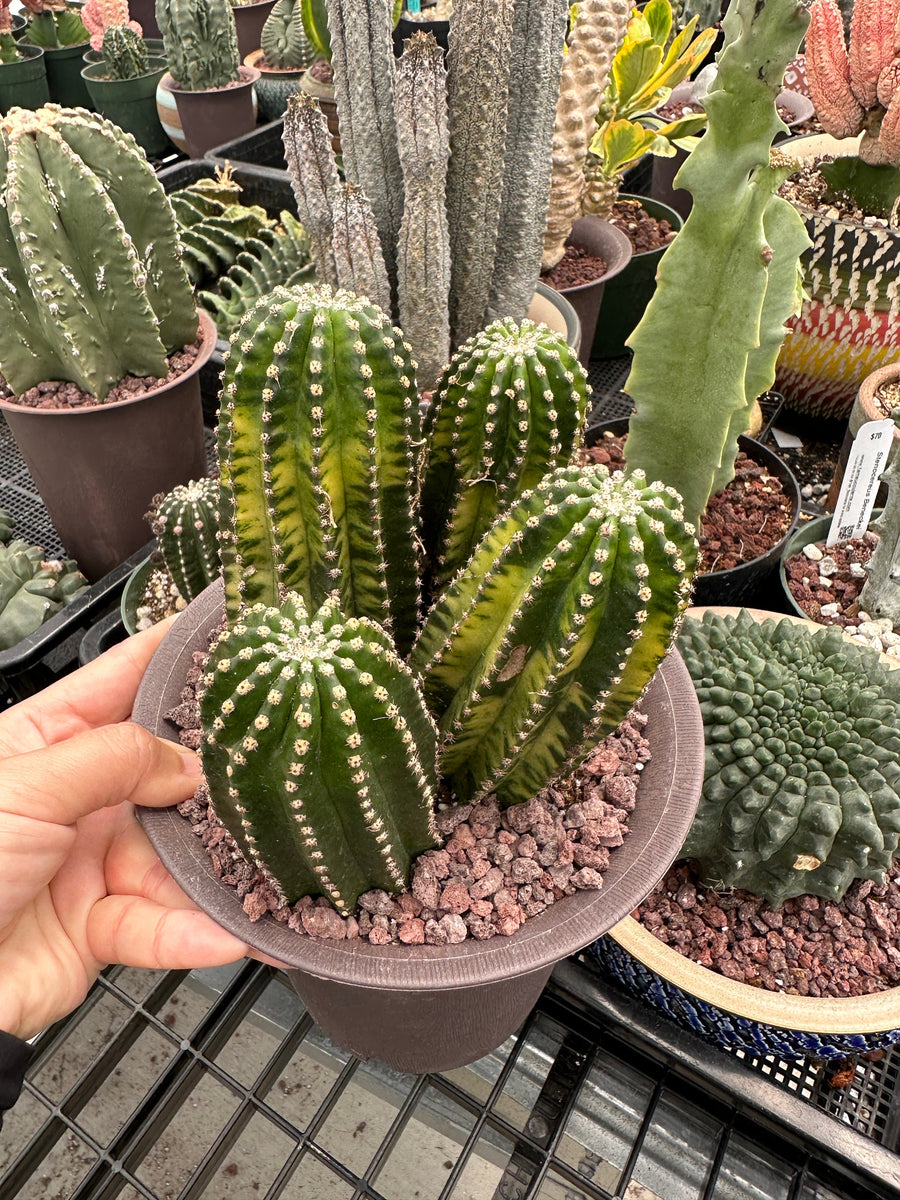 Rare Cactus - Echinopsis Eyriesii black kingkong variegated cluster (1)