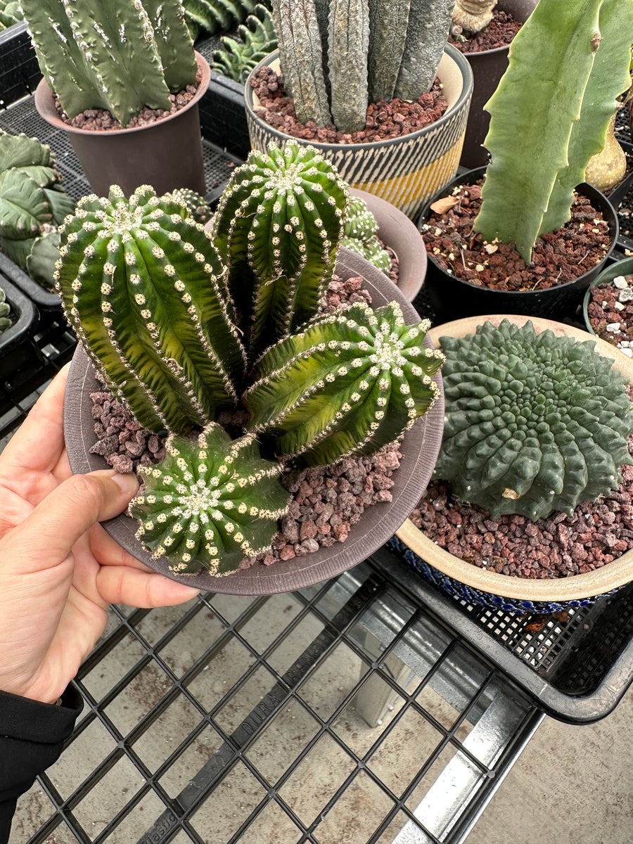 Rare Cactus - Echinopsis Eyriesii black kingkong variegated cluster (1)