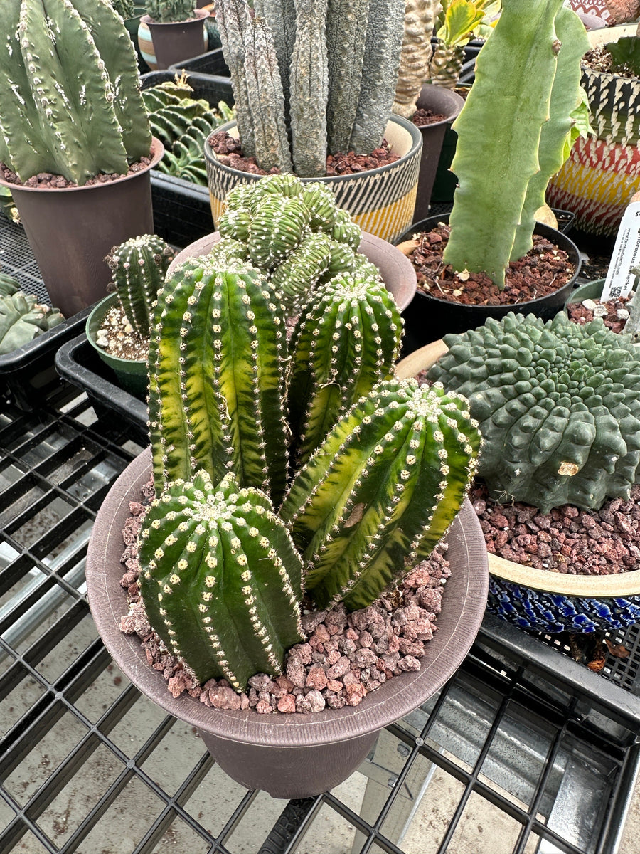 Rare Cactus - Echinopsis Eyriesii black kingkong variegated cluster (1)