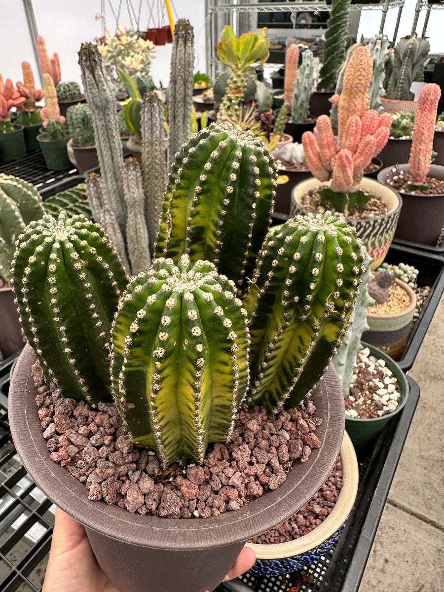 Rare Cactus - Echinopsis Eyriesii black kingkong variegated cluster (1)