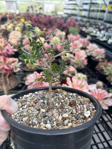 Rare Succulent - Operculicarya Decaryi 'Elephant Tree'