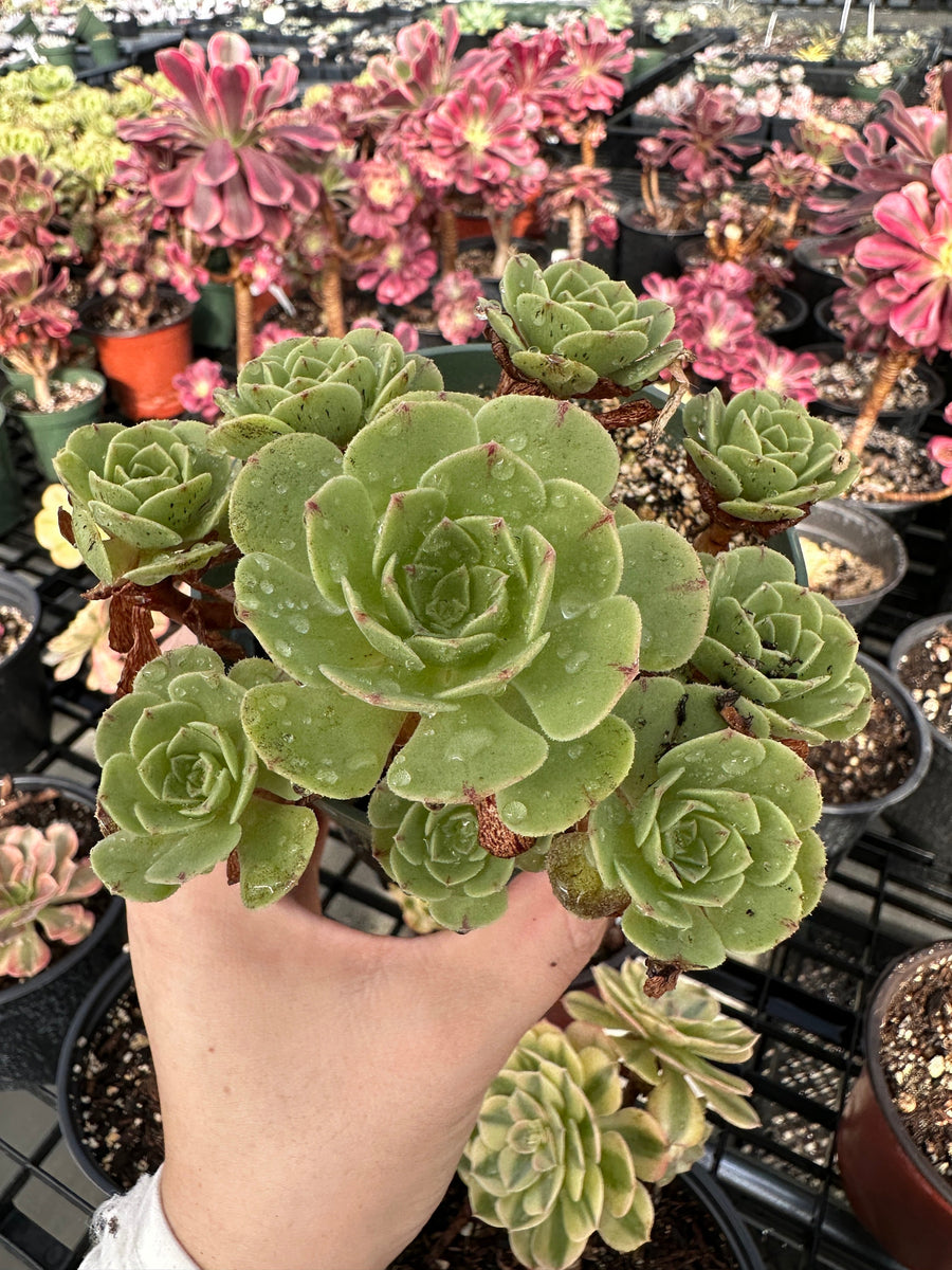 Rare Succulents - Aeonium Yugiri Cluster