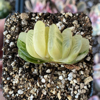 Rare Succulents - Haworthia truncata variegated (2.5" pot)